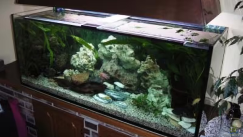 Aquarium Hauptansicht von Becken 10197 von gerryba (1)