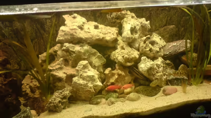 Aquarium Hauptansicht von Becken 10208 von Hans Langer (1)