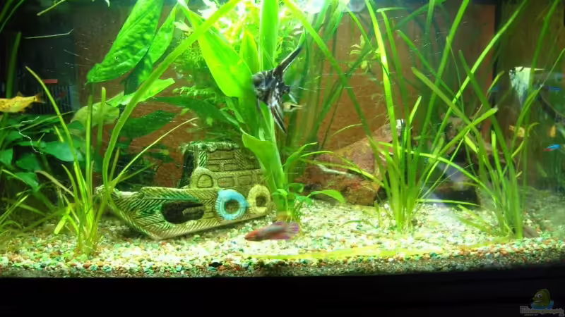 Aquarium Hauptansicht von Becken 10219