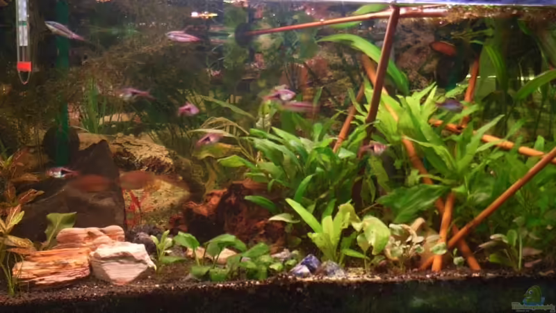 Aquarium Hauptansicht von Becken 10229 von Markus Niederhofer (1)