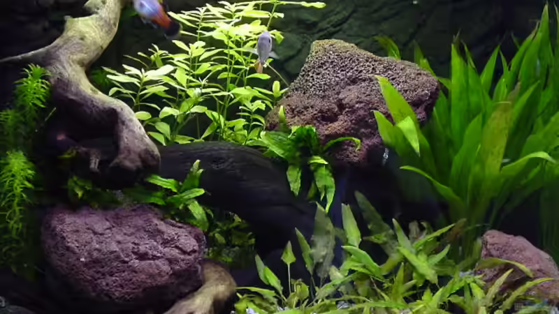 Aquarium Hauptansicht von Becken 1032