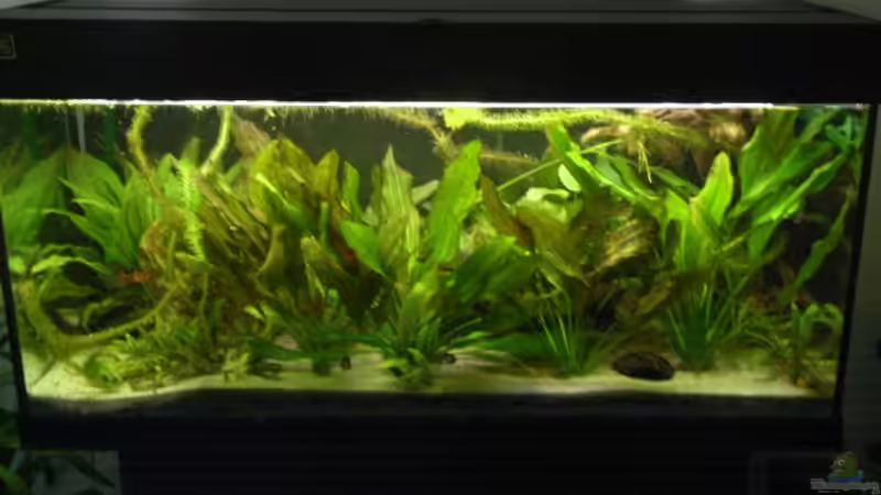 Aquarium Hauptansicht von Becken 10367 von -Matthias- (1)