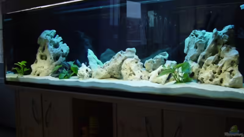 Aquarium Hauptansicht von Becken 1037