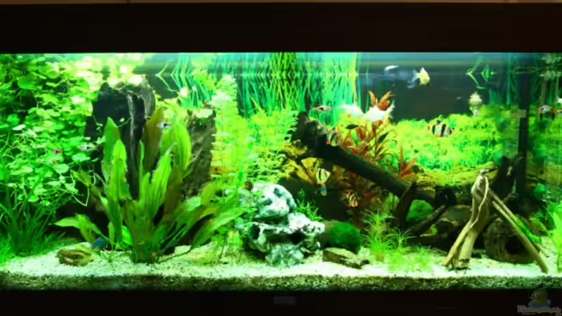 Aquarium Hauptansicht von Becken 10384 von Stefan K (1)