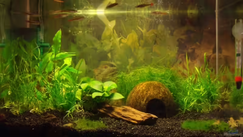 Aquarium Hauptansicht von Becken 10390 von Jan Lahucky