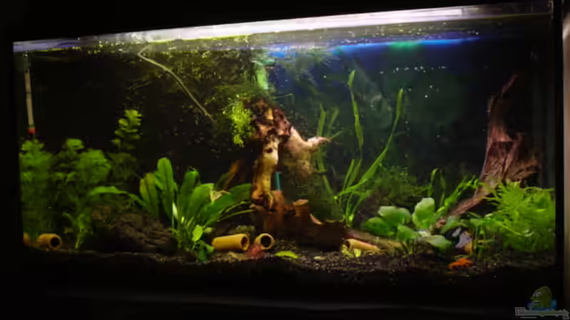 Aquarium Hauptansicht von Becken 10391