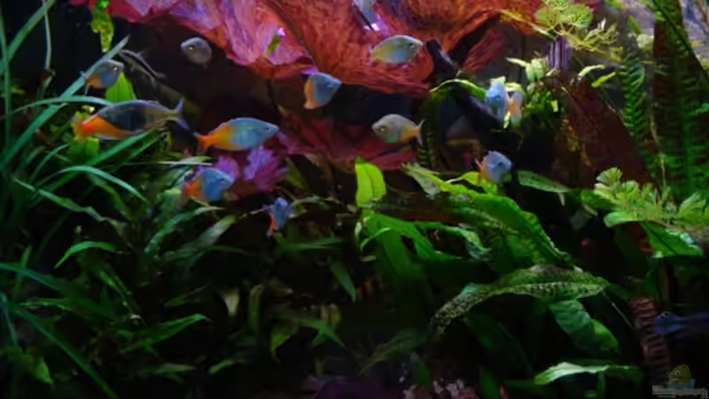 Aquarium Hauptansicht von Becken 10393 von Boesemani-Fan (1)