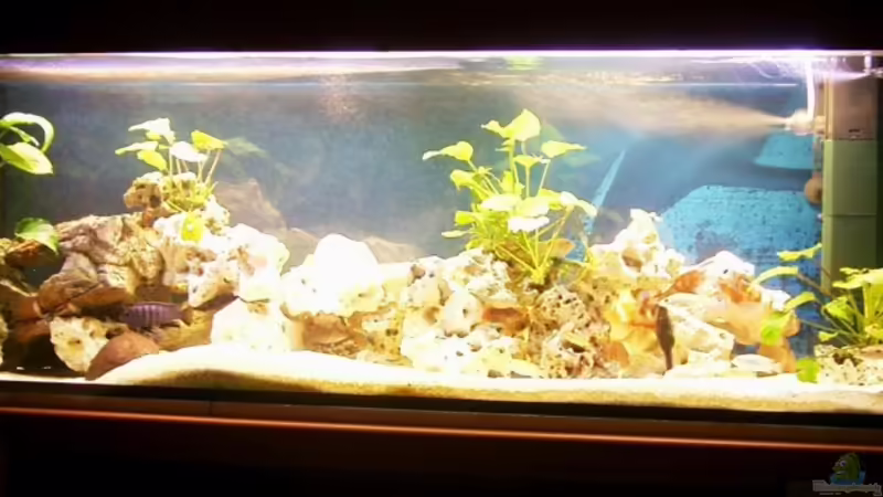 Aquarium Hauptansicht von Becken 10401