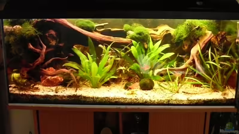 Aquarium Hauptansicht von Becken 10407 von Teufelchen79 (1)