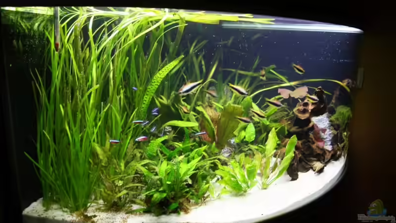 Aquarium Hauptansicht von Becken 10413
