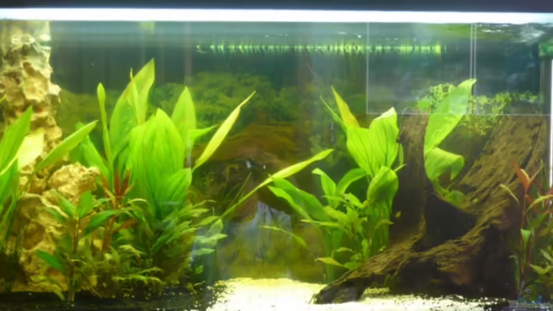 Aquarium Hauptansicht von Becken 10419