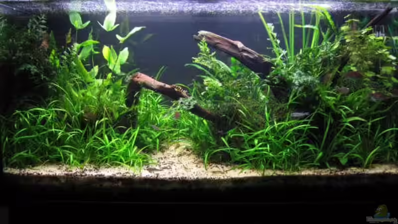 Aquarium Hauptansicht von Becken 10423 von BMF (1)