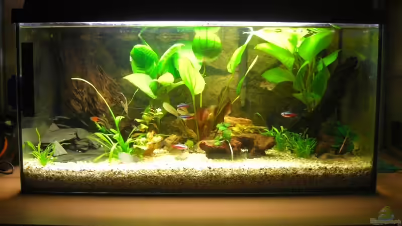 Aquarium Hauptansicht von Becken 10438 von Layu (1)