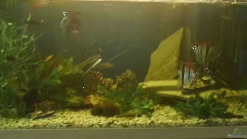 Aquarium Hauptansicht von Becken 10467
