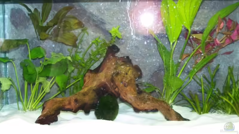 Aquarium Hauptansicht von Becken 10469