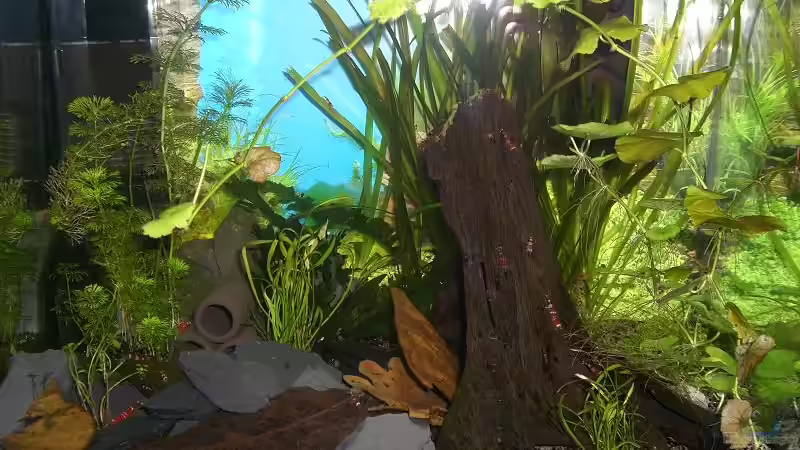 Aquarium Hauptansicht von Becken 10470 von c4L!m3ro (1)