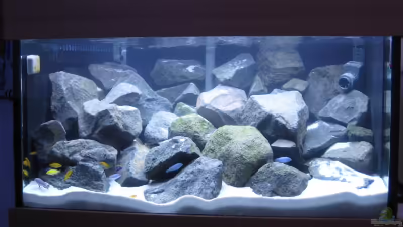 Aquarium Hauptansicht von Becken 10474 von Michael Kuhl (1)