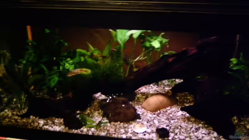 Aquarium Hauptansicht von Becken 1050 von Ulrike Kress