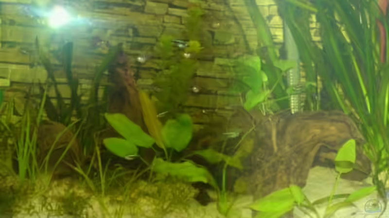 Aquarium Hauptansicht von Becken 10500