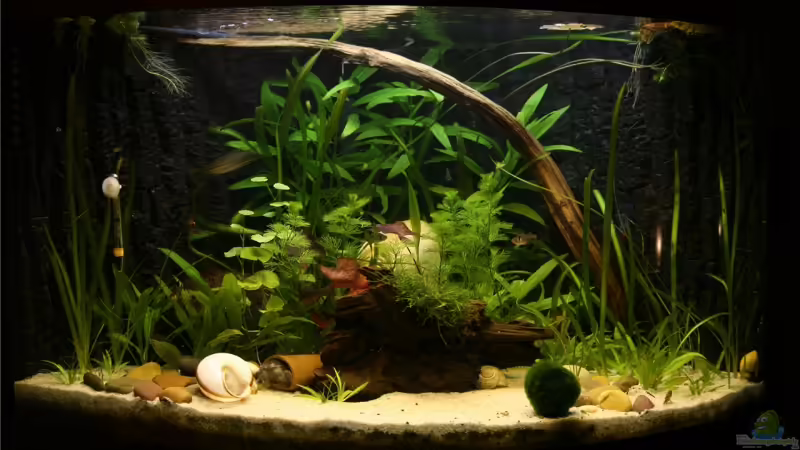 Aquarium Hauptansicht von Becken 10527 von Verena Kemler (1)