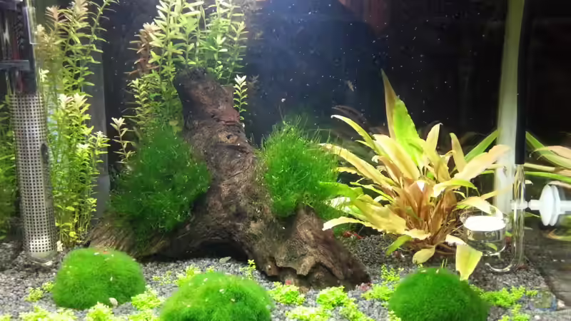 Aquarium Hauptansicht von Becken 10549