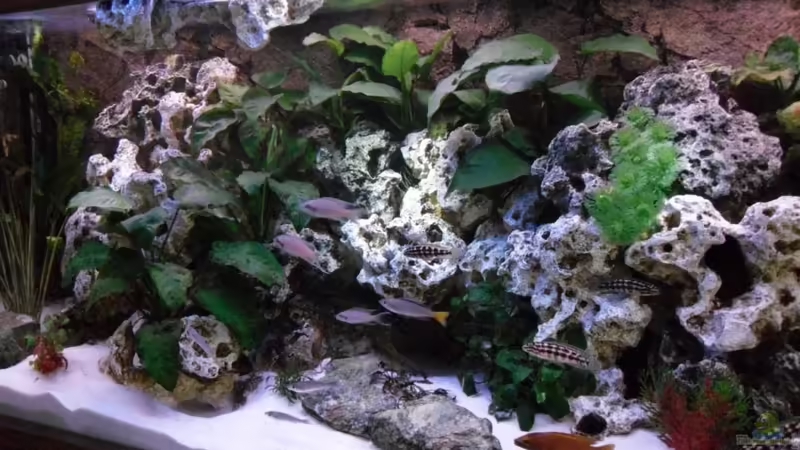 Aquarium Hauptansicht von Becken 10576 von Uwe Baumgarten (1)