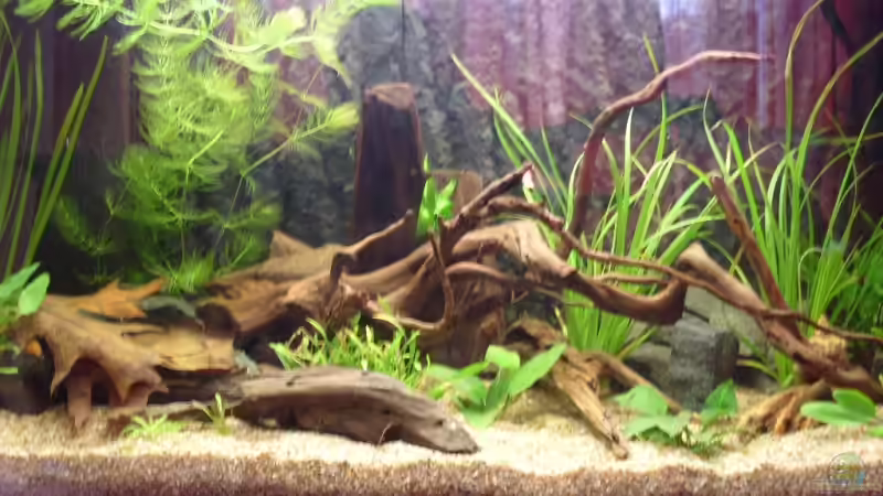 Aquarium Hauptansicht von Becken 10582 von Jan Schilling (1)