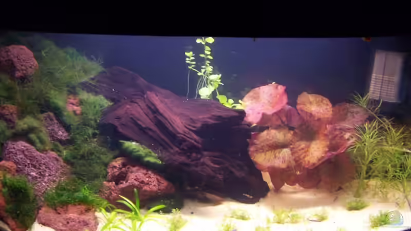 Aquarium Hauptansicht von Becken 10592 von Dani B (1)