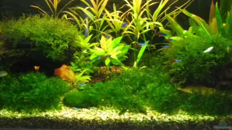 Aquarium Hauptansicht von Becken 10598 von steelcut (1)