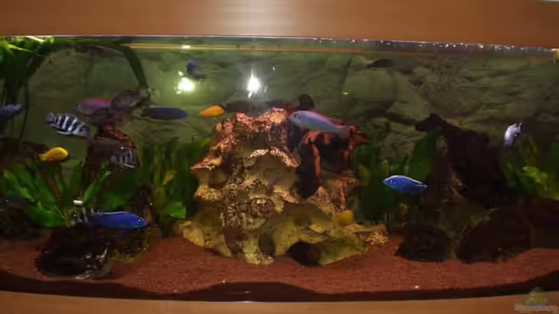 Aquarium Hauptansicht von Becken 106