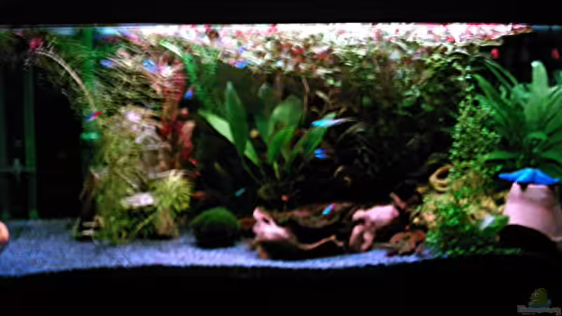 Aquarium Hauptansicht von Becken 1061 von Michael Meyer (1)