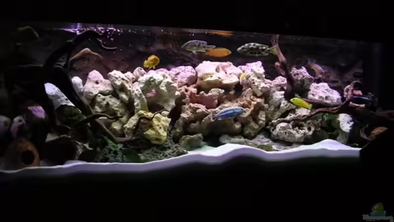 Aquarium Hauptansicht von Becken 10624 Aquarium Hauptansicht von Becken 10624