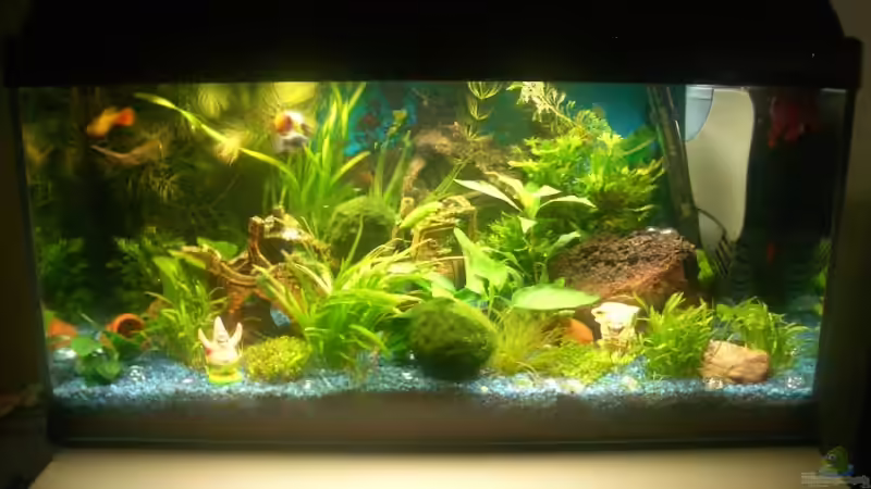 Aquarium Hauptansicht von Becken 10661 von Stifflersmom76 (1)