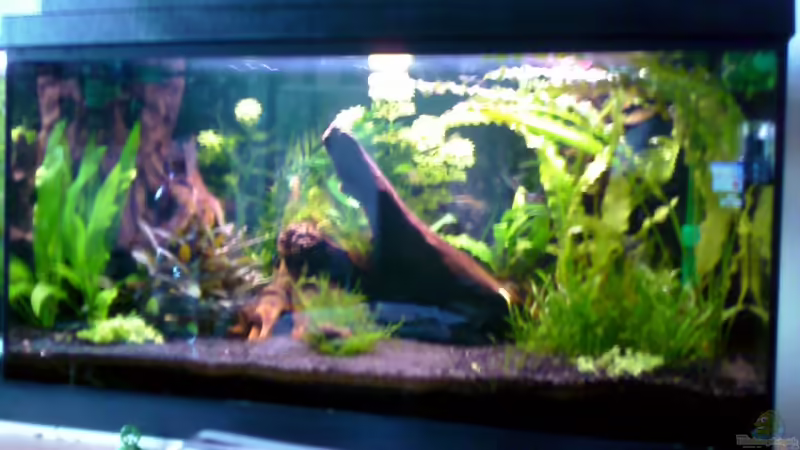 Aquarium Hauptansicht von Becken 10667 von BJ210879 (1)