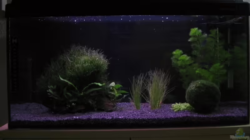 Aquarium Hauptansicht von Becken 10672 von Mathias Schlett (1)