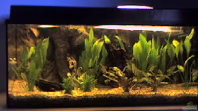 Aquarium Hauptansicht von Becken 10678