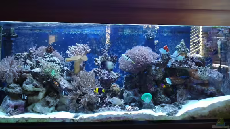 Aquarium Hauptansicht von Becken 10686