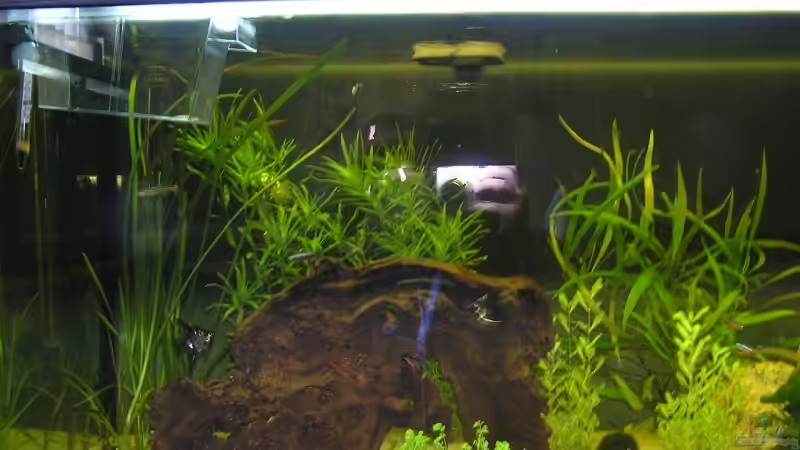 Aquarium Hauptansicht von Becken 10690 von aquamax (1)