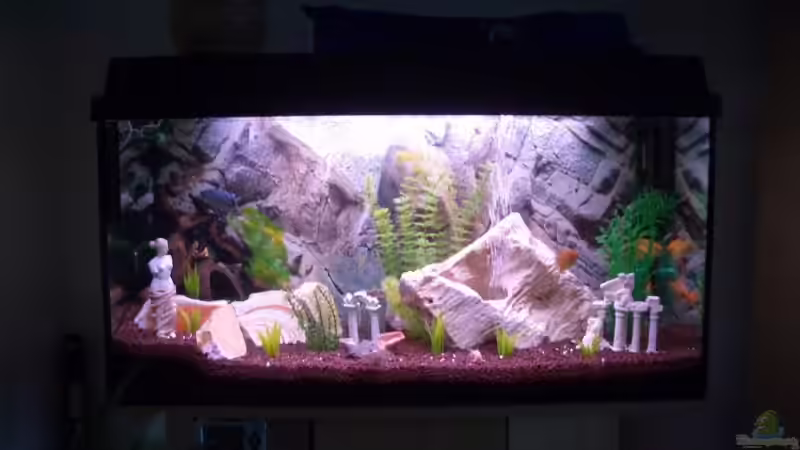 Aquarium Hauptansicht von Becken 10694