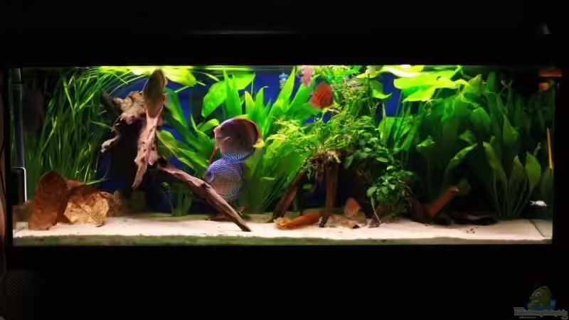 Aquarium Hauptansicht von Becken 10714 von Michael Kronstein (1)