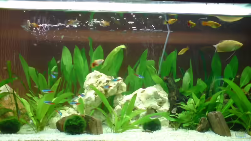 Aquarium Hauptansicht von Becken 10721 von Alexander Börger (1)