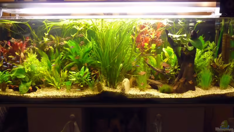 Aquarium Hauptansicht von Becken 10729