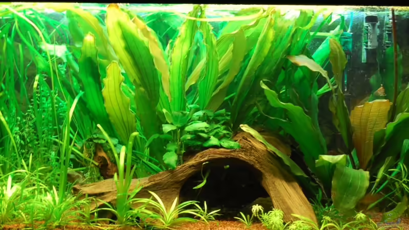 Aquarium Hauptansicht von Becken 10737 von Wiebke Bielefeld (1)