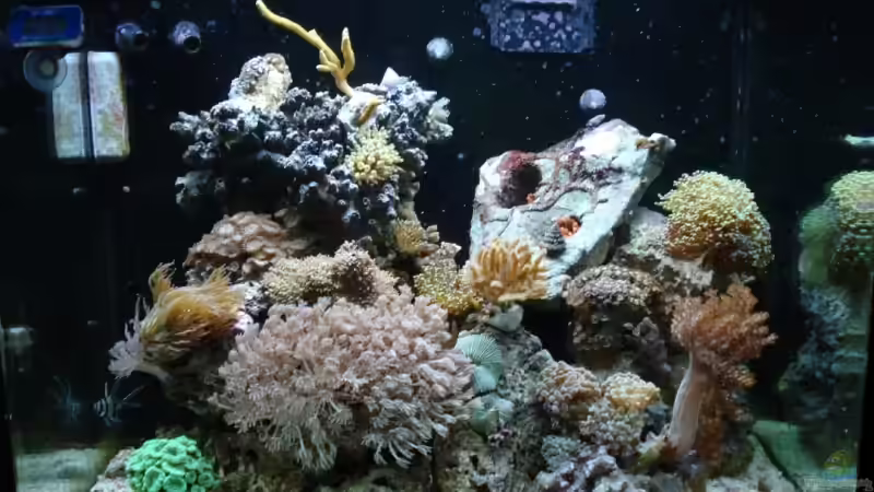 Aquarium Hauptansicht von Becken 10747