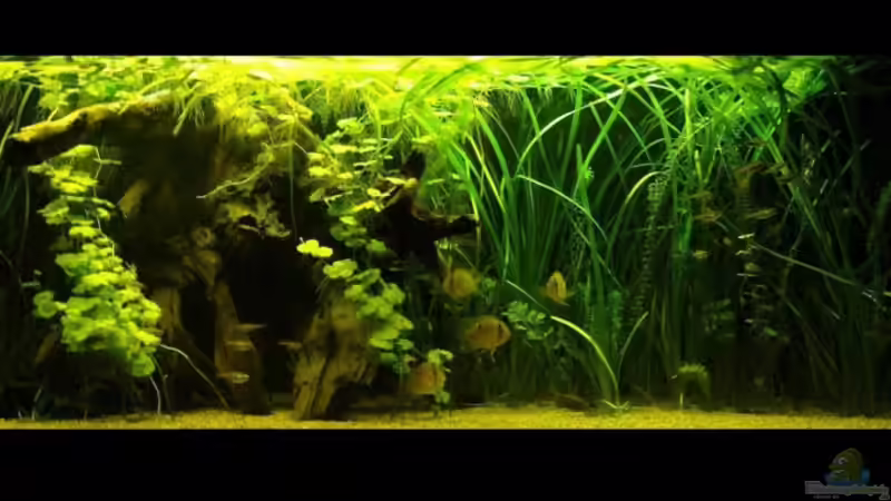 Aquarium Hauptansicht von Becken 10754