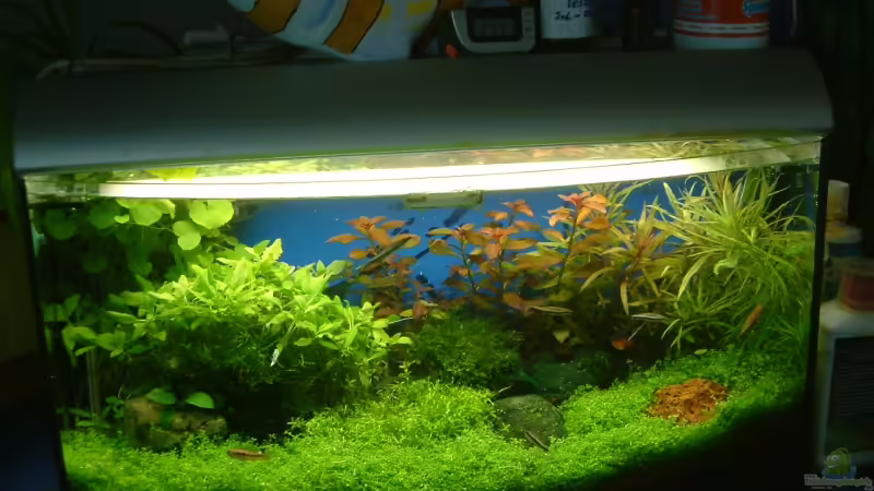 Aquarium Hauptansicht von Becken 10757