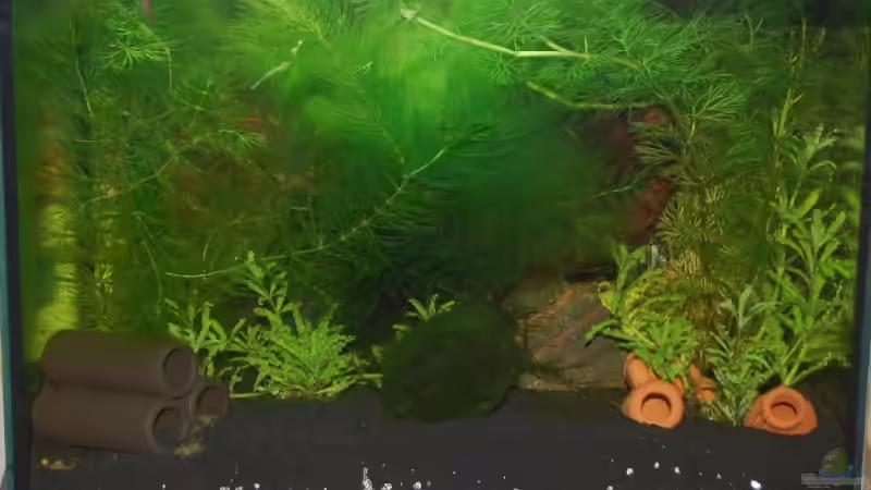 Aquarium Hauptansicht von Becken 10761