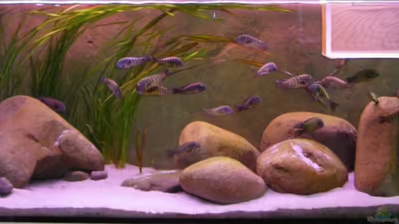 Aquarium Hauptansicht von Becken 10763 von Ralph Ineichen (1)