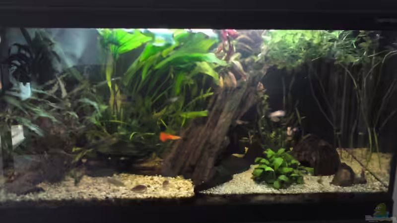 Aquarium Hauptansicht von Becken 10768 von pudel12385