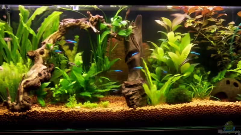 Aquarium Hauptansicht von Becken 10792 von Tino Pesenecker (1)